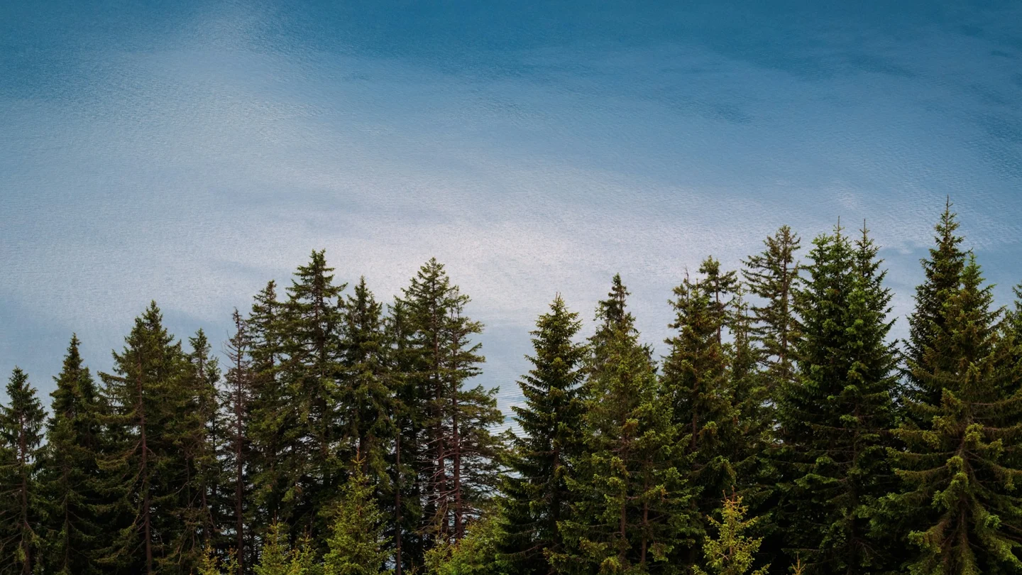 Trees and the waters of Lake Brienz